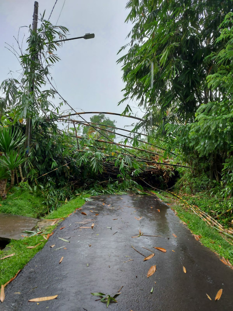Terjadinya Pohon Tumbang  Dijalur Timur Pasar Petang